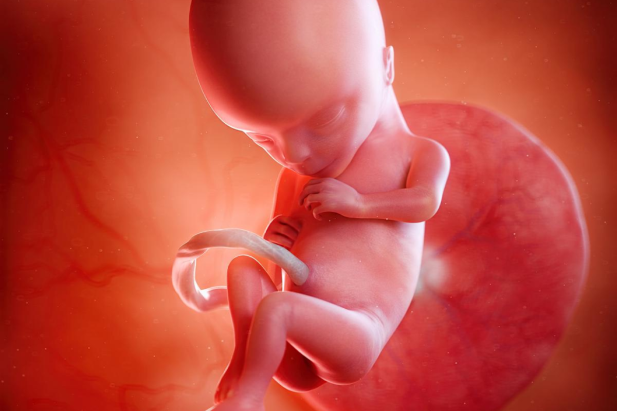 Week 13 of Pregnancy