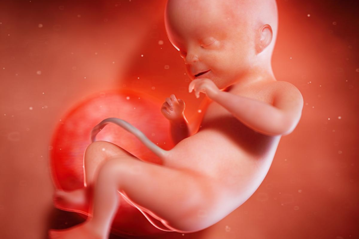 Week 20 of Pregnancy