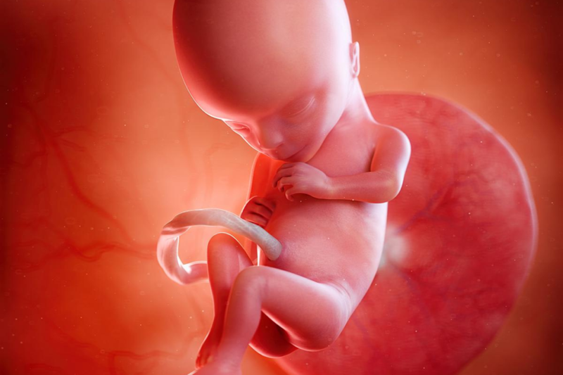 Week 15 of Pregnancy