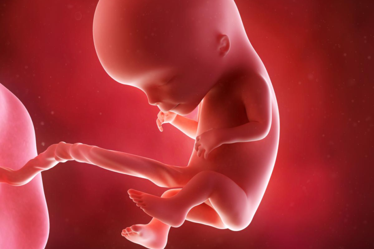 Week 11 of Pregnancy